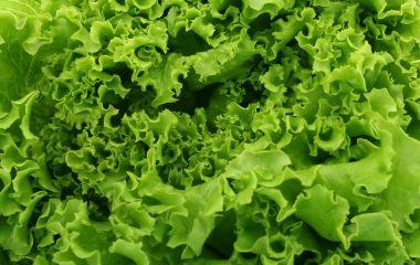 lettuce-1239155